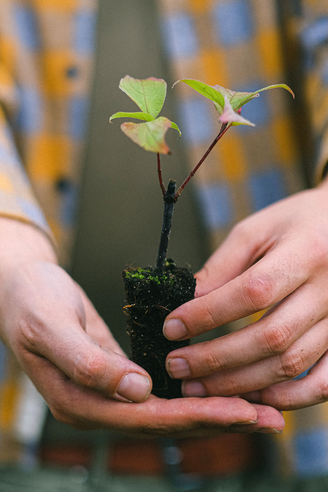 Hands gently planting a young tree seedling in soil, symbolizing our promise to plant a tree with every order